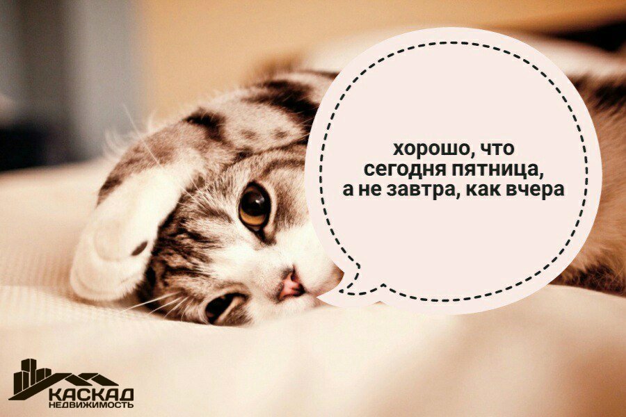 Заставки коты смешные 