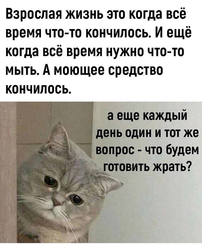 Смешные мемы с котами