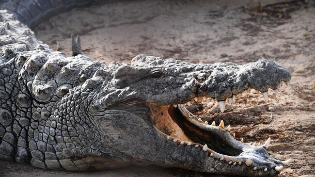 Hagen Exo-Terra Crocodile Skull 