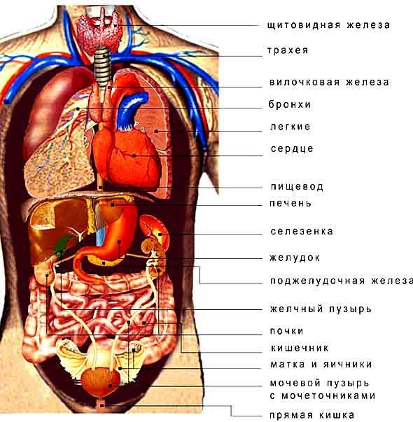 Строение человека в рисунках