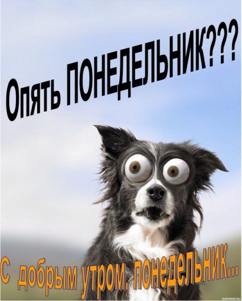 Смешные собаки