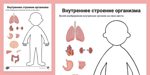 Трафареты строение человека 