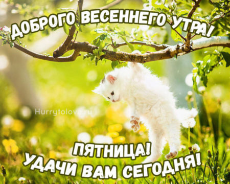 Прекрасной весенней пятницы