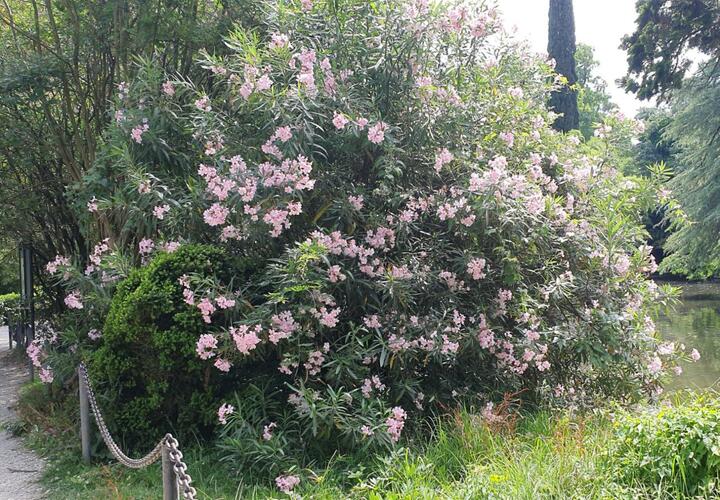 5 редких, но устойчивых садовых кустарников, которые можно 