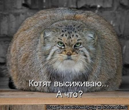 Мультяшный кот