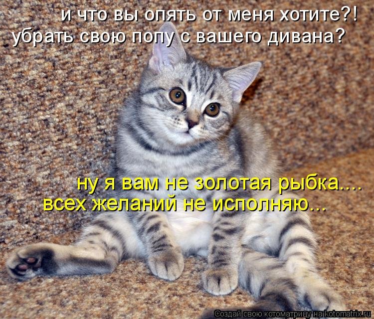 Смешные Коты Мемы Без Надписей