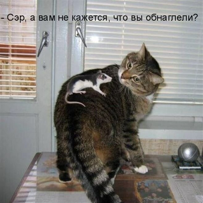 Котоматрица