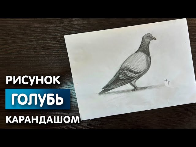 Скачать картинки Голуби рисунок, стоковые фото Голуби рисунок 