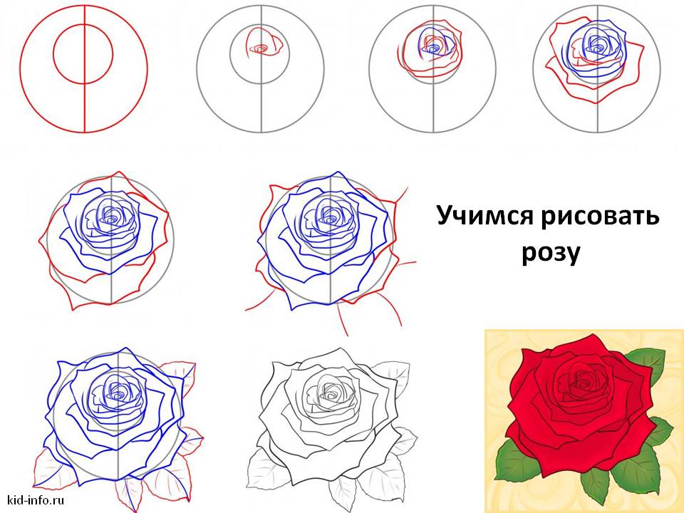 Раскраска роза поэтапно как нарисовать 