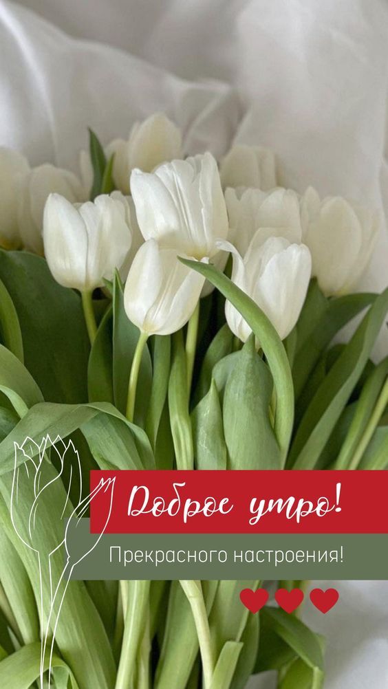 🌷Доброе утро! Тюльпаны для Вас, просто так, от души 