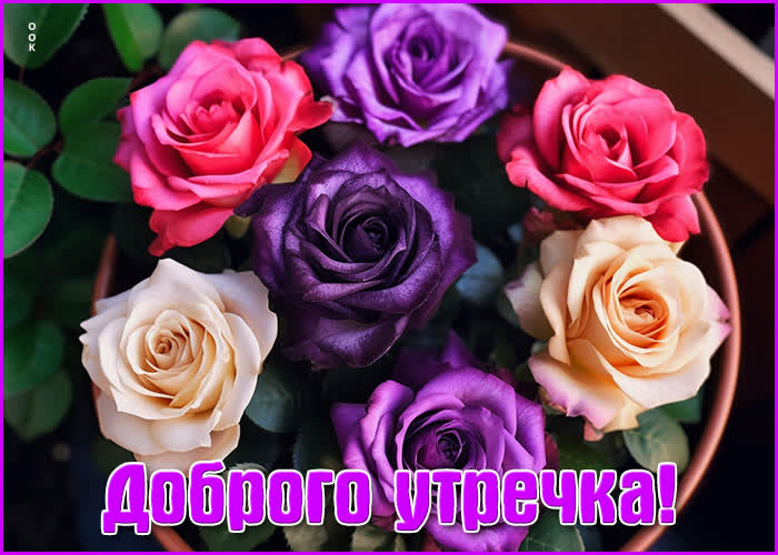 Доброе утро ! Фиолетовые цветы