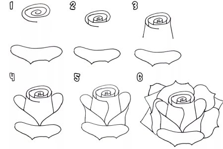 Как нарисовать красивый цветок розу легко и просто для 