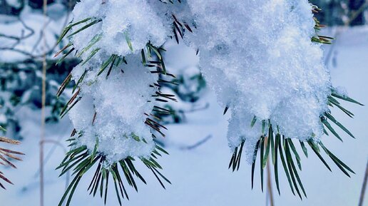 PSD шаблон для фотоколлажей Зимняя природа и фоторамки Зимняя 