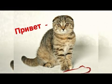 Котоматрица