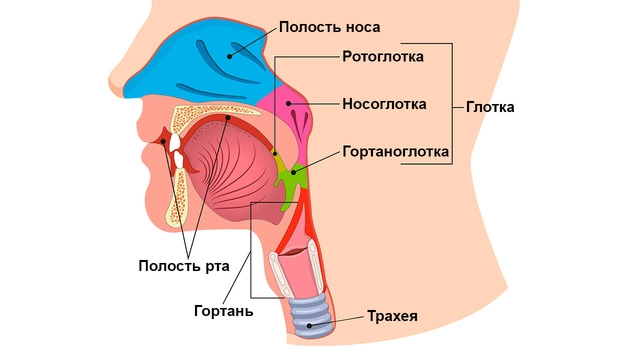 Анатомия мужской мочеполовой системы 