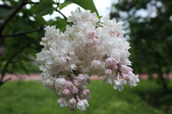 CO2-экстракт Сирени Syringa vulgaris