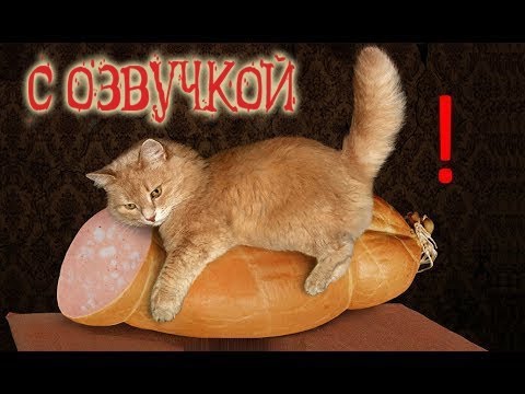 ПРИКОЛЫ С ЖИВОТНЫМИ 😺🐶 Смешные КОТЫ 