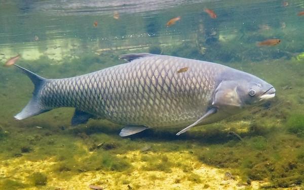 Виды рыб, которые водятся в водоёмах экопарка «Акварель»