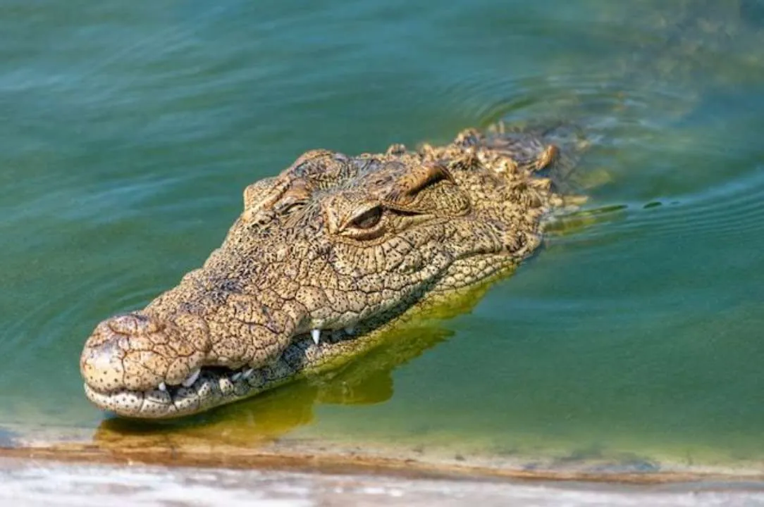 Крокодилы Шри-Ланки 🐊