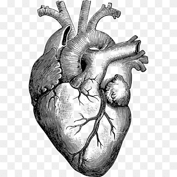 Coração humano vetor
