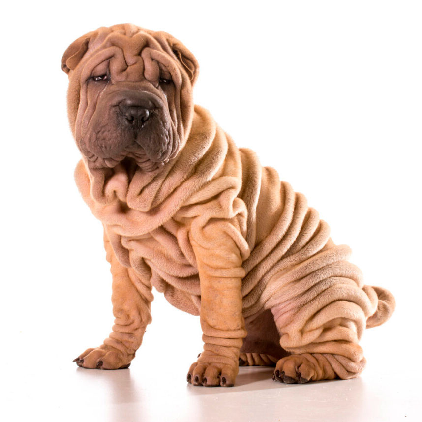 Шарпей Китайская бойцовая собака / Shar Pei Chinese 