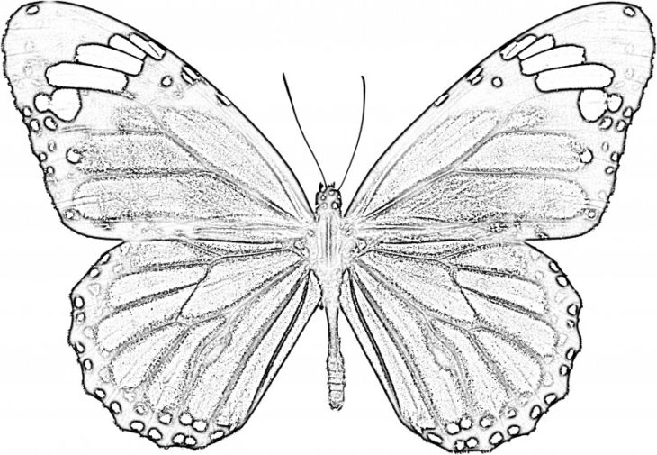 Картинки бабочки для срисовки лёгкие и 