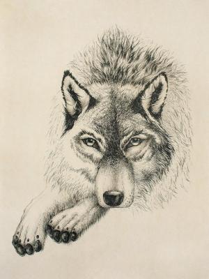 How to draw a face of a wolf with a pencil