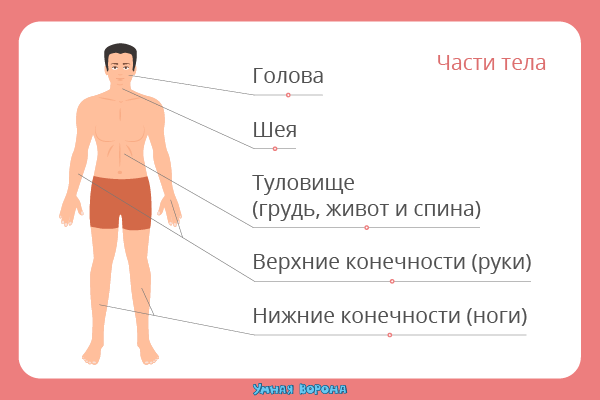 Строение человека