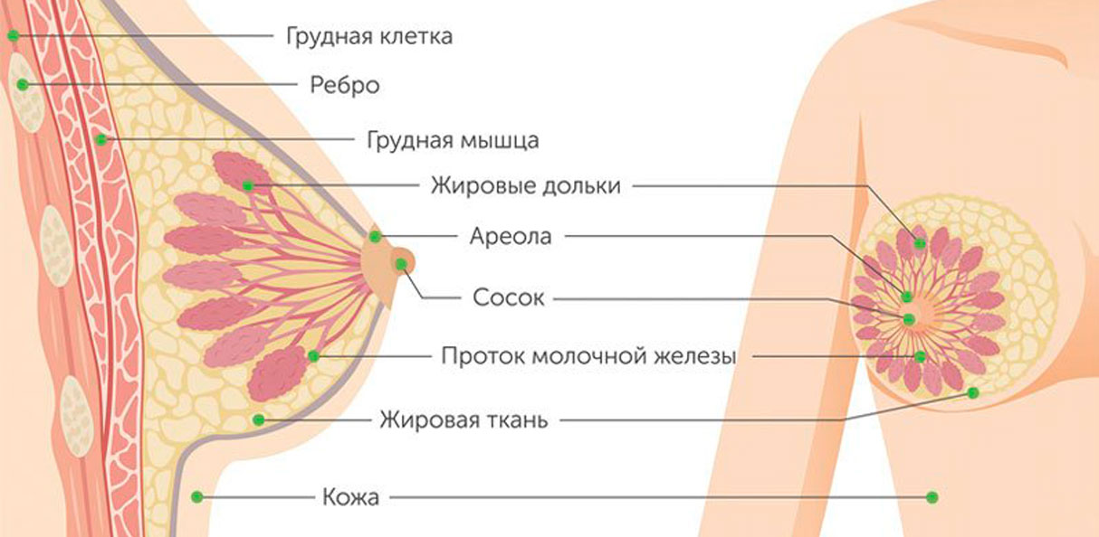 Женская силиконовая грудь 