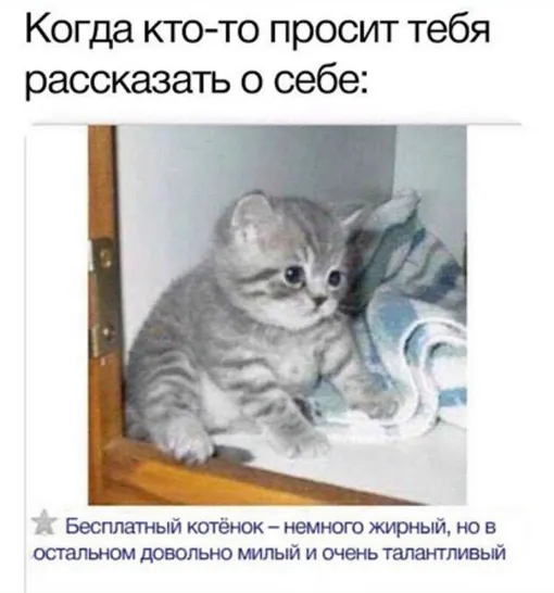 Прикольные коты — фото с надписями 