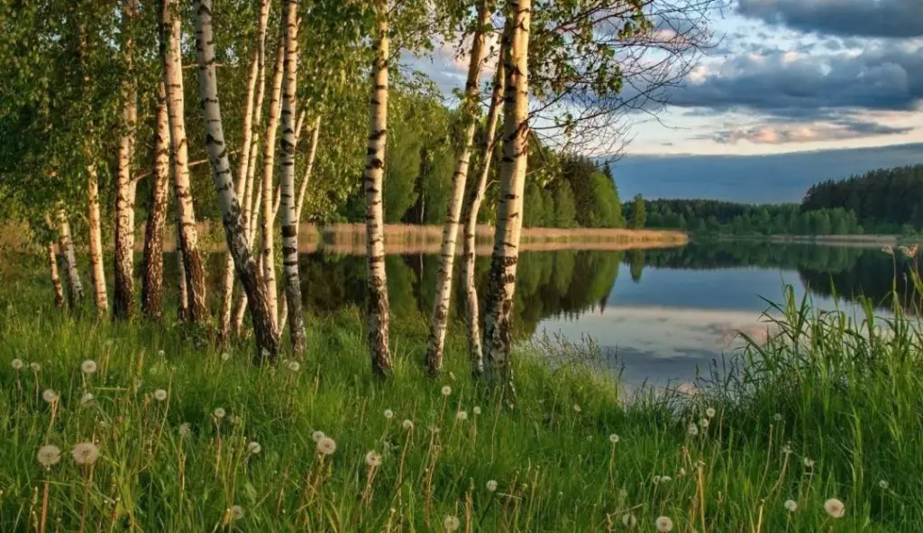 Дорога в лес, картина лето