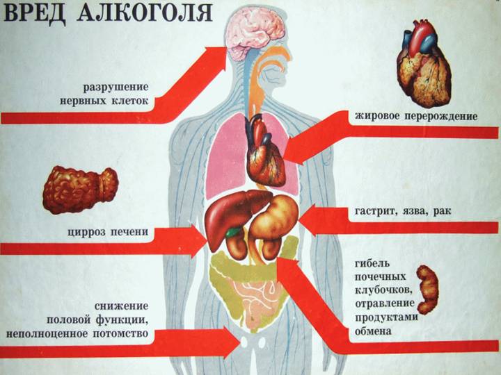 Поддержка иммунитета — 6 способов 