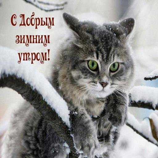 Доброе утро для котика 