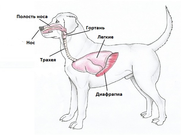 Лежаки для собак премиум класса Pet 