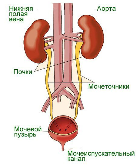 Анатомия и физиология позвоночника