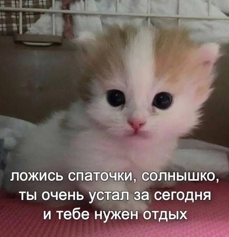 Котоматрица