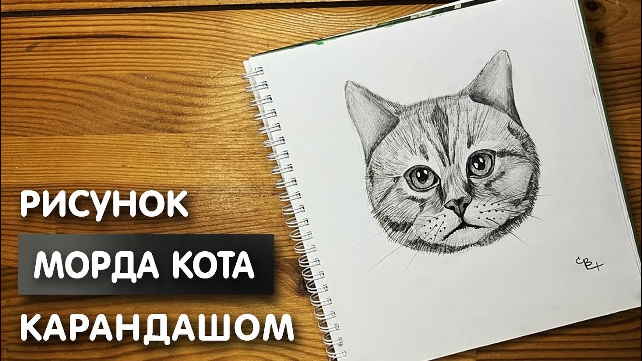 Рисовать кошек рисунок тигра, кот, лицо, карандаш, кошка png 