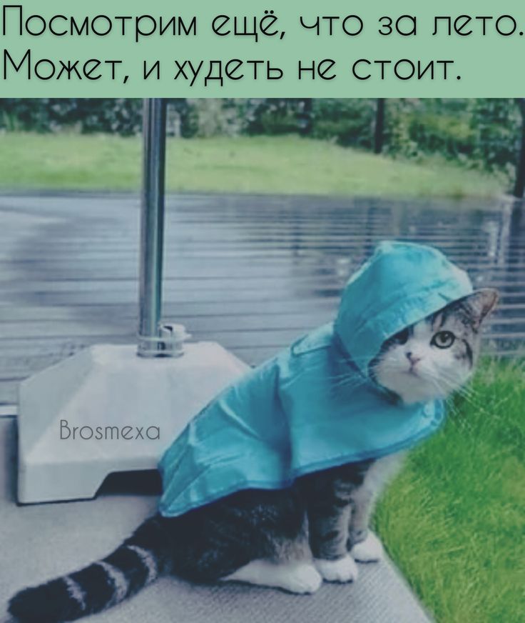 Метеочувствительность