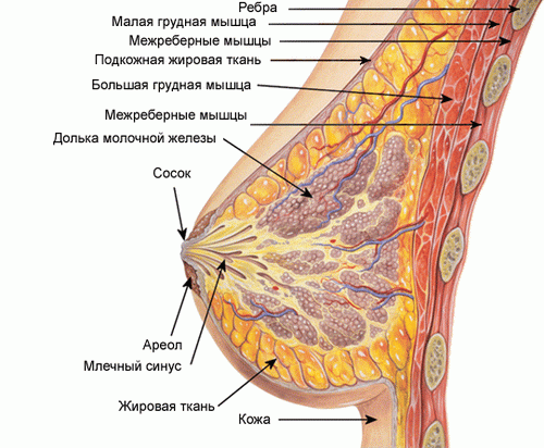 Органы человека