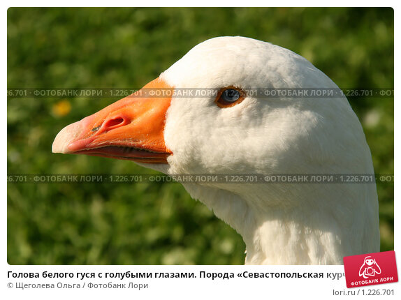 Профиля на гуся бюджетный вариант / Сибирский охотник