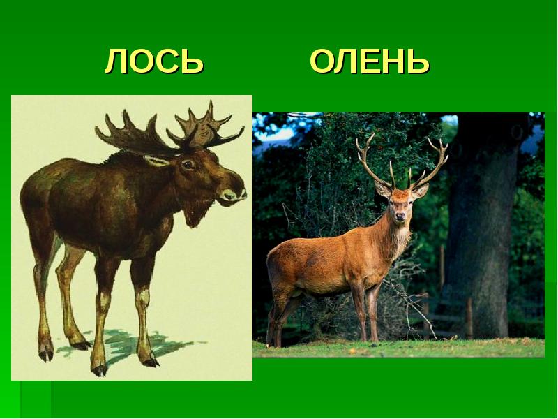 Олень и человек