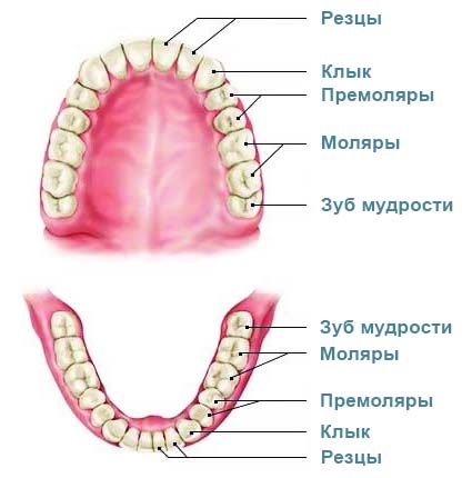 Реставрация зубов в Москве