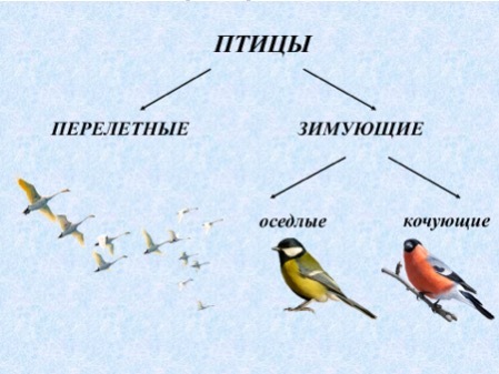 Перелетные зимние птицы