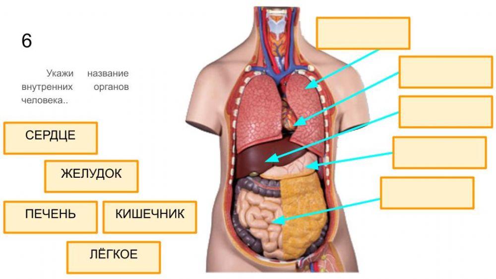 внутренние органы плакат