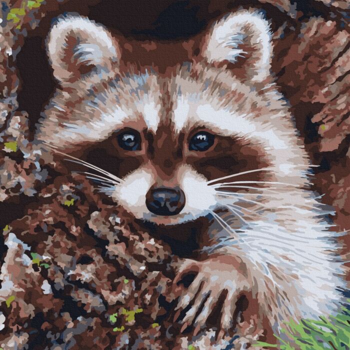 Raccoon