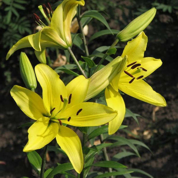 Лилия Lilium Oriental 