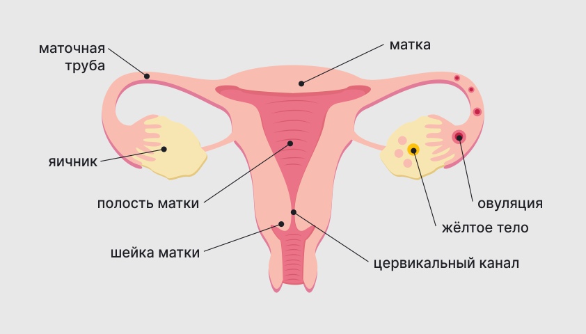 Внутренних Органов Человека Женщина — стоковые фотографии и 