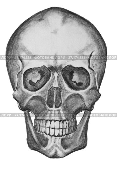 Рисунок черепа, как нарисовать череп 