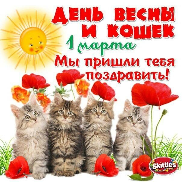 Смешные коты фото