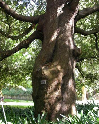 Дуб обыкновенный Quercus robur Саджанці з розсадника КиївСад